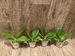 Fragrant Phalaenopsis Sogo Pony (2.5” Pot) - Image 3