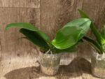 Fragrant - Phalaenopsis Sogo Shito (3.5” Pot) - Image 4
