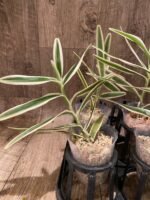 Arachnis Maggie Oei variegated (3” Pot) - Image 4