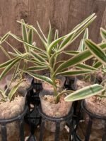 Arachnis Maggie Oei variegated (3” Pot) - Image 5