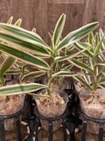 Arachnis Maggie Oei variegated (3” Pot) - Image 6