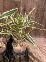 Arachnis Maggie Oei variegated (3” Pot) - Image 7