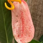 Rare - Anthurium scherzerianum (Cream with red dots) (4.5” pot)