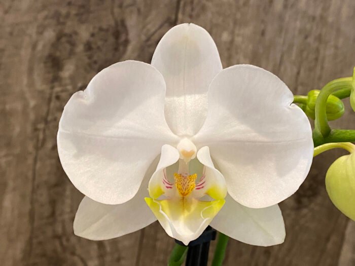 Phalaenopsis Dtps I-Hsin Polar Bear (3.5” pot) - Image 2