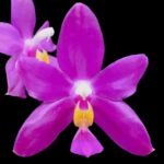 Phalaenopsis pulchra x sib (3” Pot)