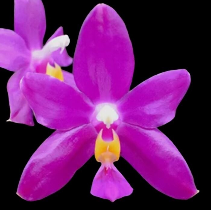 Phalaenopsis pulchra x sib (3” Pot) - Image 1
