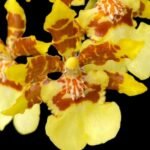 Oncidium Yuan Nan Fragrant #2 (mericione) (3.5” pot)