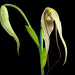 Phrag. (Majestic Tresses 'Midnight' x warscewiczii 'Gary Dickey') 2 Growths (4.5" pot)