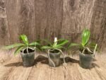 Fragrant - Phalaenopsis mannii x sib (3” Pot) - Image 3
