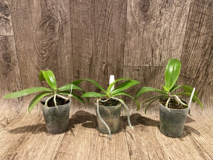 Fragrant - Phalaenopsis mannii x sib (3” Pot) - Image 3
