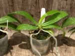 Fragrant - Phalaenopsis mannii x sib (3” Pot) - Image 6