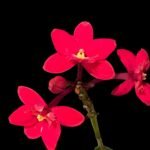 Epidendrum Comet Valley x Epidendrum Rose Valley (3.5” Pot)