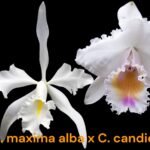 C. maxiina alba 'Kathleen' x C. candida 'Tsubota Splash'  (3.5” pot)