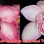 Cymbidium Vanna Rose x Rosy Cloud 'Paradise' (4.5" pot)