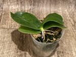 Fragrant - Phalaenopsis bellina x sib (3” pot) - Image 2