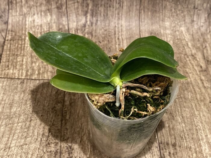 Fragrant - Phalaenopsis bellina x sib (3” pot) - Image 2