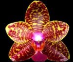 Phalaenopsis Sogo Pony