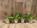 Fragrant Phalaenopsis Sogo Pony (2.5” Pot) - Image 2