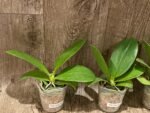 Fragrant Phalaenopsis Sogo Pony (2.5” Pot) - Image 4