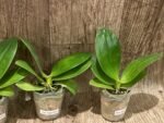Fragrant Phalaenopsis Sogo Pony (2.5” Pot) - Image 5