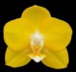 Fragrant - Phalaenopsis Sogo Shito (3.5” Pot)