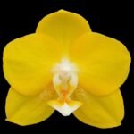 Fragrant - Phalaenopsis Sogo Shito (3.5” Pot)