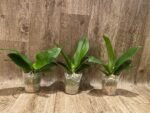 Fragrant - Phalaenopsis Sogo Shito (3.5” Pot) - Image 2