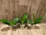 Fragrant - Phalaenopsis Sogo Shito (3.5” Pot) - Image 3