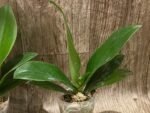 Fragrant - Phalaenopsis Sogo Shito (3.5” Pot) - Image 6