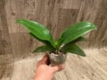 Fragrant - Phalaenopsis Sogo Shito (3.5” Pot) - Image 7