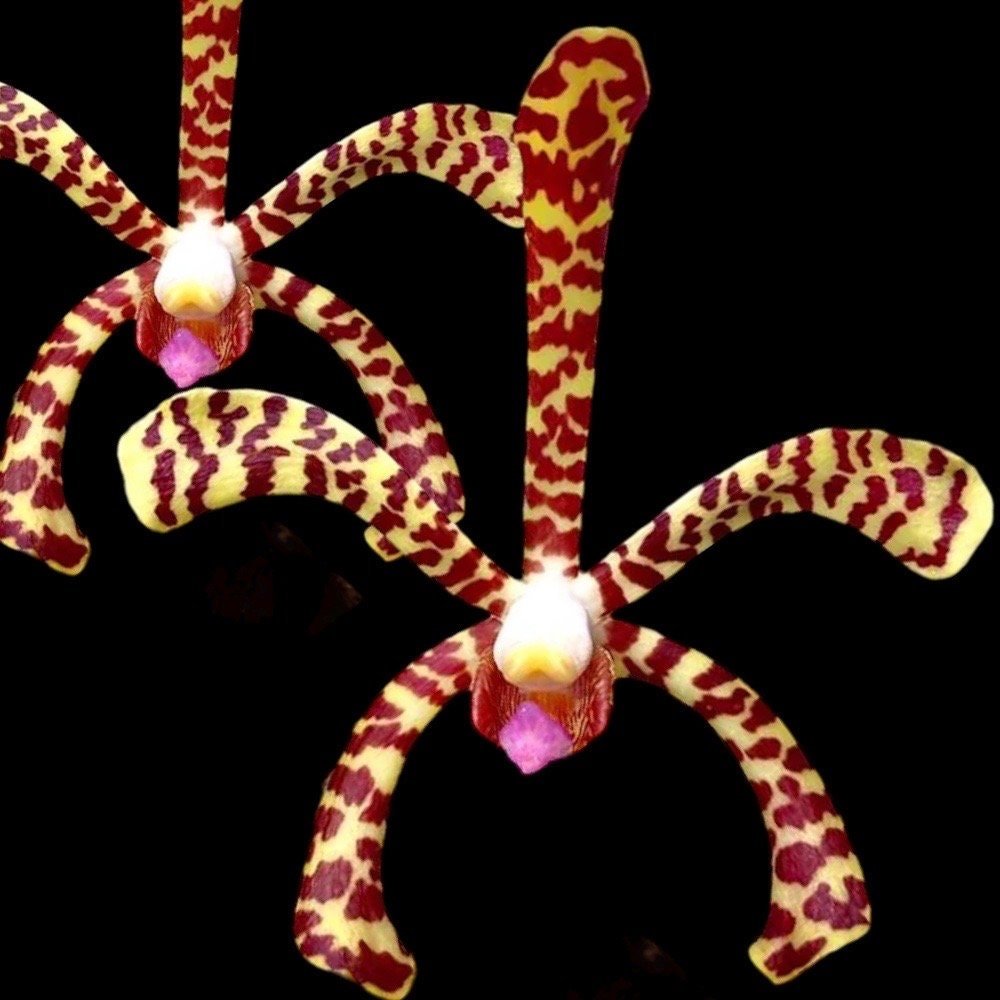 il_fullxfull.5980566599_cerp.jpg Arachnis Maggie Oei variegated (3” Pot) - Image 1