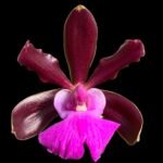 Cattleya aclandiae × sib (‘Dark Secret’ x ‘ All Black’) (3.5” Pot)