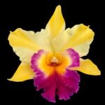 In Sheath Rlc. Amazing Thailand x Rlc. Chomthong Delight (5” pot)