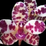 Rhynchonopsis Dragon Charmy (Phal. japonica x Rhyn. gigantea) (2.5” Pot)