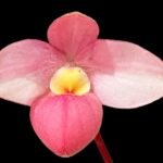 Phrag. QF Maka'ala (Seymour Tower x fischeri) (3.5" pot)