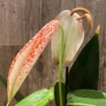 Rare - Anthurium scherzerianum (Cream with red dots) (4.5” pot)