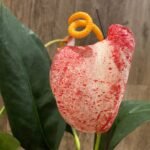 Rare - Anthurium scherzerianum (Cream with red dots) (4.5” pot)