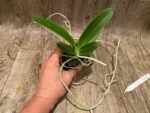 Phalaenopsis hygrochila (3” pot) - Image 2