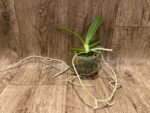 Phalaenopsis hygrochila (3” pot) - Image 4