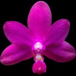 In Spike Fragrant - Phalaenopsis Sapphire's Galah (P. Purple Martin x P. violacea) (3” Pot)