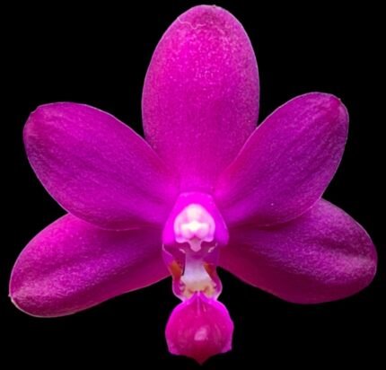 Double Plants Very Fragrant - Phalaenopsis Sapphire's Galah (P. Purple Martin x P. violacea) (3” Pot)