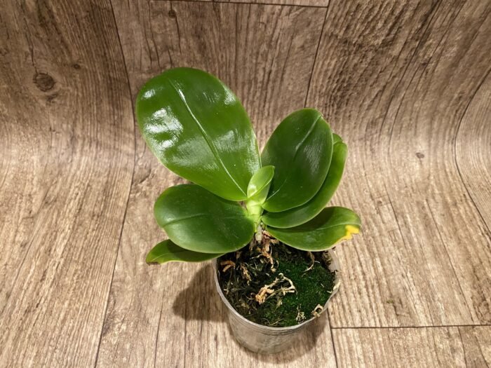 Fragrant - Phalaenopsis bellina var. coerulea x violacea var. indigo (3” pot) - Image 3