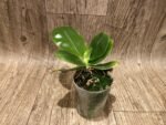 Fragrant - Phalaenopsis bellina var. coerulea x violacea var. indigo (3” pot) - Image 4