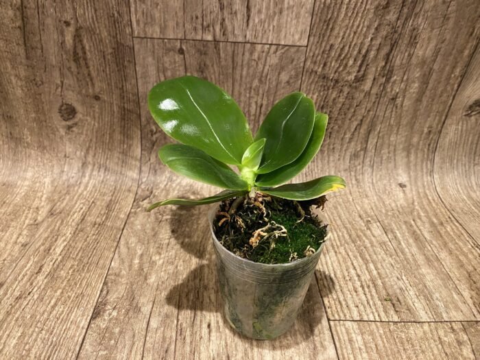 Fragrant - Phalaenopsis bellina var. coerulea x violacea var. indigo (3” pot) - Image 4