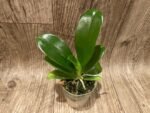 Phalaenopsis pulchra x sib (3” Pot) - Image 2