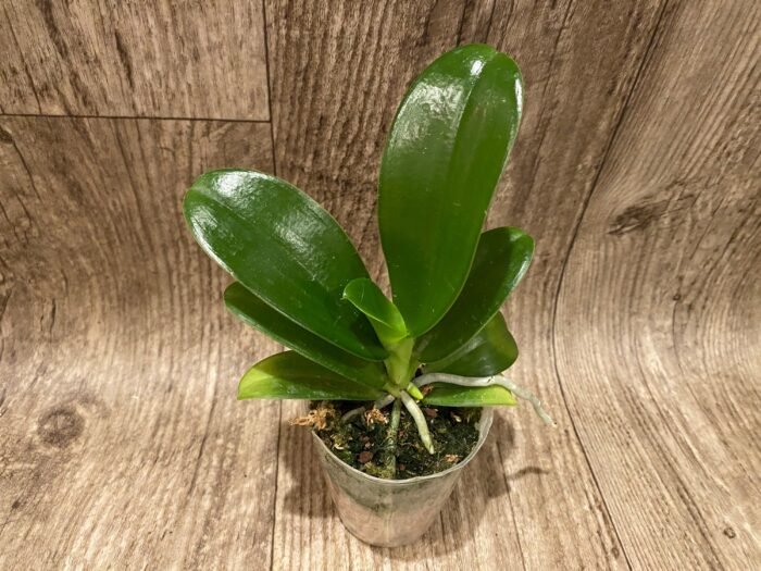 Phalaenopsis pulchra x sib (3” Pot) - Image 2