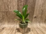 Phalaenopsis pulchra x sib (3” Pot) - Image 3