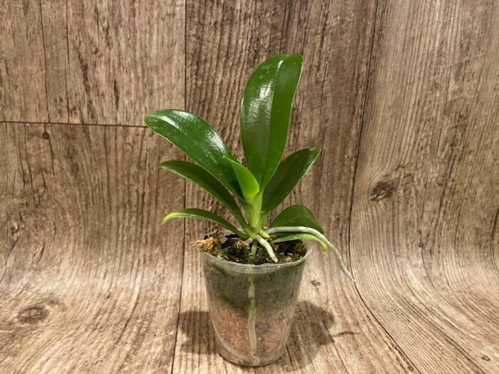 Phalaenopsis pulchra x sib (3” Pot) - Image 3
