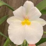 Miltoniopsis Rene Komoda 'Pacific Clouds' (3.5" Pot)