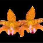 Bulbophyllum claptonense blooming Size Overgrowth (3.5” Pot)